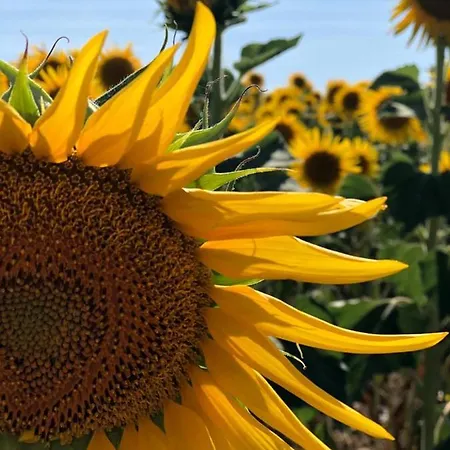 Residence Lucignano Landsted *